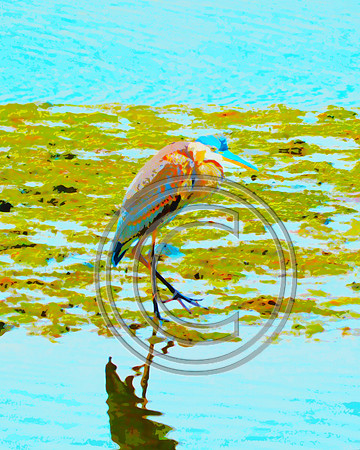 "San Diego Marsh Bird"