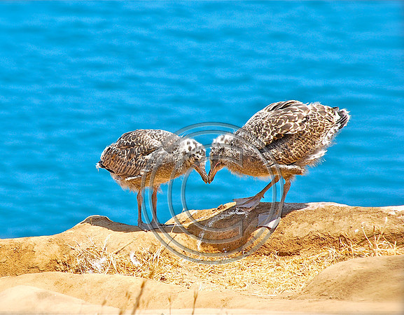 "La Jolla Cove Babies"